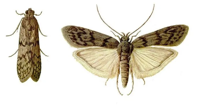 Mediterranean Flour Moth